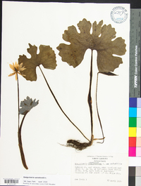 Sanguinaria canadensis var. rotundifolia image