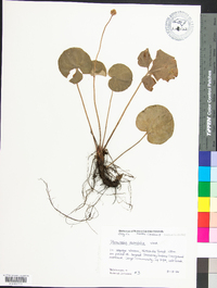 Parnassia asarifolia image