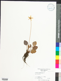 Parnassia grandifolia image