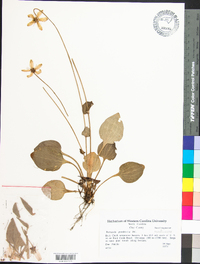 Parnassia grandifolia image