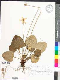 Parnassia grandifolia image