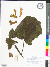 Paulownia tomentosa image