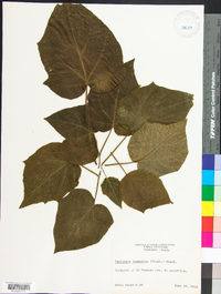 Paulownia tomentosa image