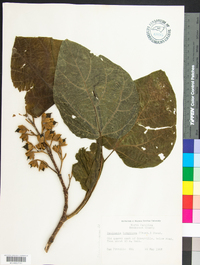 Paulownia tomentosa image