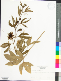 Passiflora incarnata image