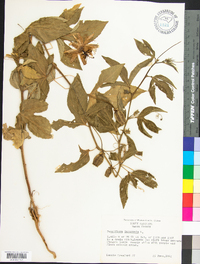 Passiflora incarnata image