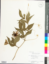 Passiflora incarnata image