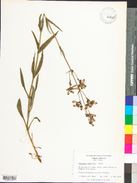 Penstemon australis image