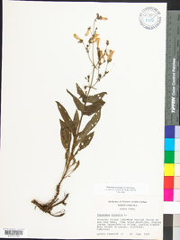 Penstemon canescens image