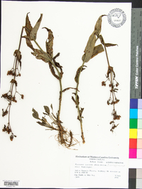 Penstemon canescens image