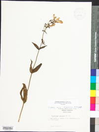 Penstemon canescens image