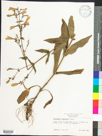 Penstemon canescens image