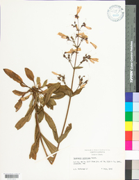 Penstemon canescens image