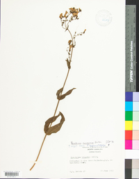 Penstemon canescens image