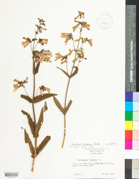 Penstemon canescens image