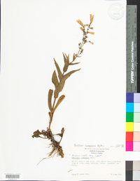 Penstemon canescens image
