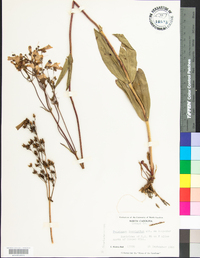 Penstemon laevigatus image