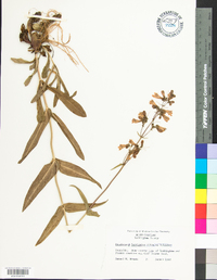 Penstemon laevigatus image