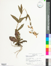 Penstemon canescens image