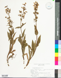 Penstemon canescens image