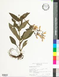 Penstemon canescens image