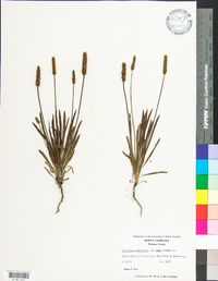 Plantago wrightiana image