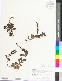 Veronica officinalis image