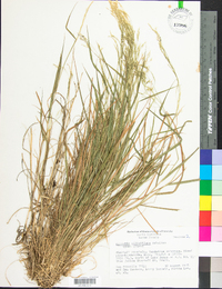 Agrostis elliottiana image