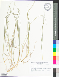 Agrostis mertensii image