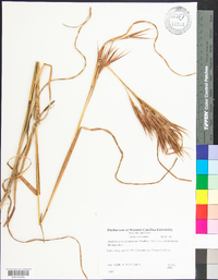 Andropogon glomeratus image