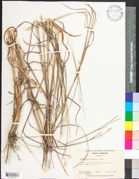 Andropogon ternarius image