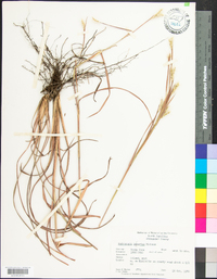 Andropogon ternarius image