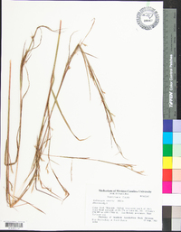 Andropogon ternarius image