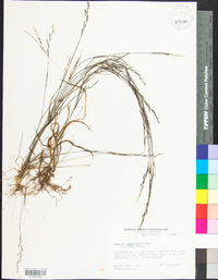 Aristida dichotoma image