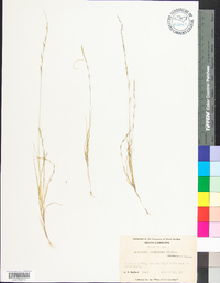 Aristida dichotoma image