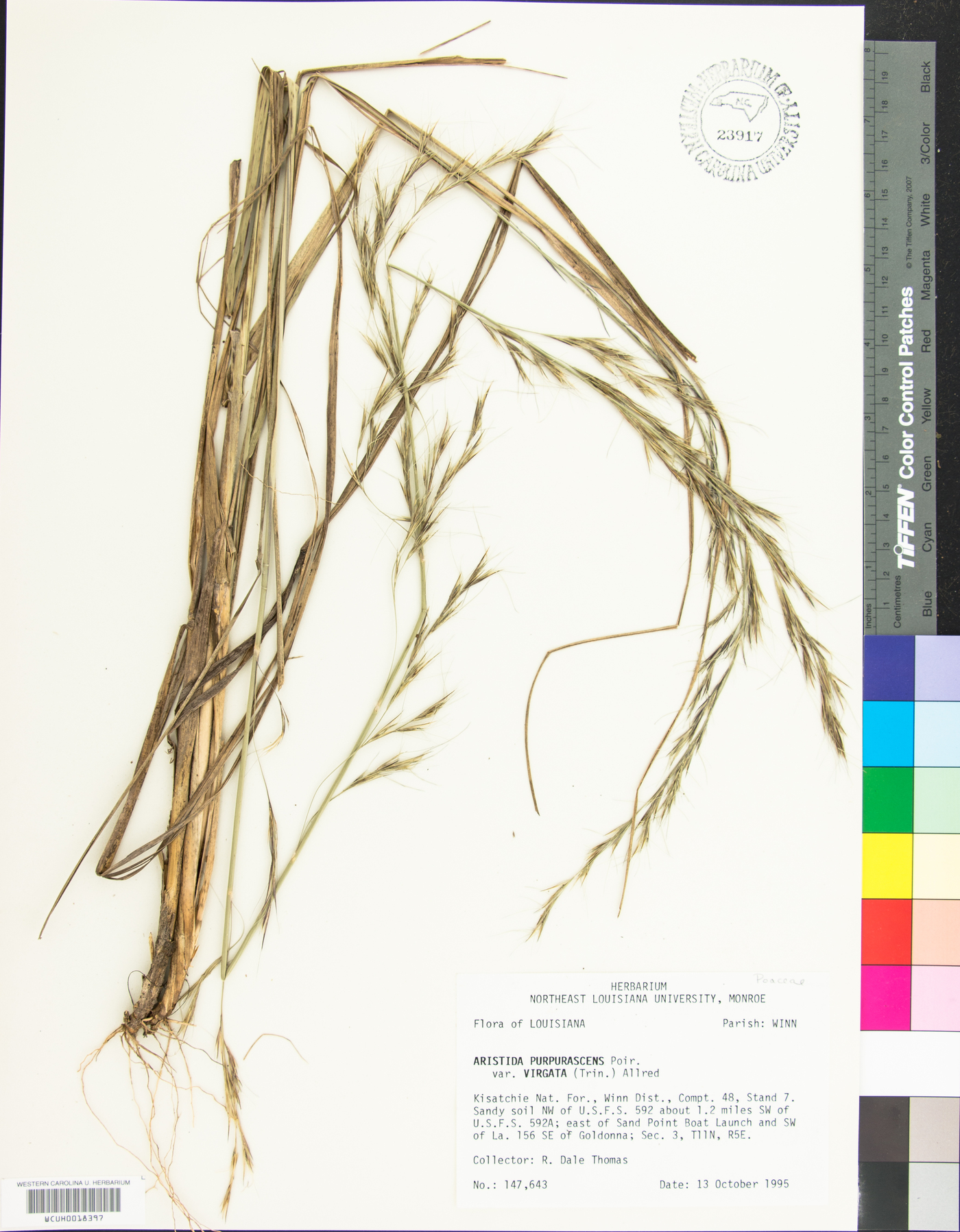 Aristida purpurascens var. virgata image