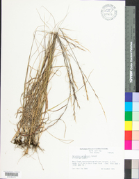 Aristida purpurascens image