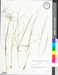 Aristida purpurascens image