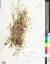 Aristida purpurascens image