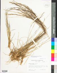 Aristida purpurascens image