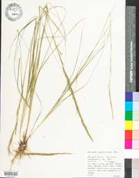 Aristida purpurascens image