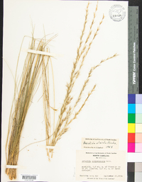 Aristida stricta image