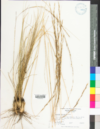 Aristida stricta image