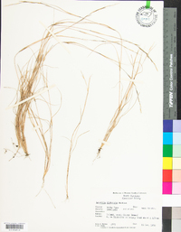 Aristida dichotoma image