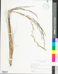 Aristida virgata image