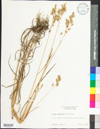 Bromus secalinus image