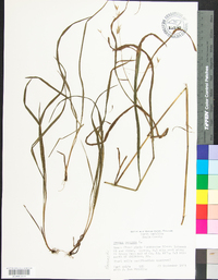 Bromus pubescens image