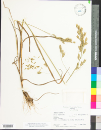 Bromus pubescens image