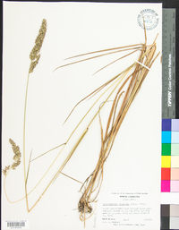 Calamagrostis cinnoides image