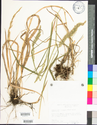 Calamagrostis cinnoides image